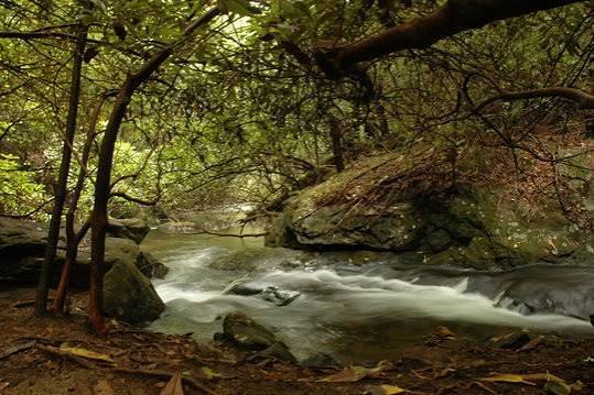 Forest creek in Gilmer County used for water rescue training