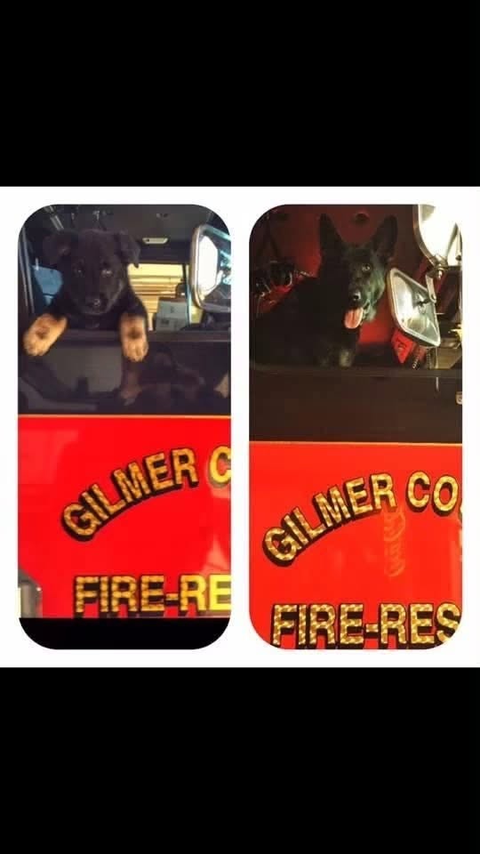 K9 Duke as a puppy and full-grown, riding along on Gilmer County Fire/Rescue apparatus