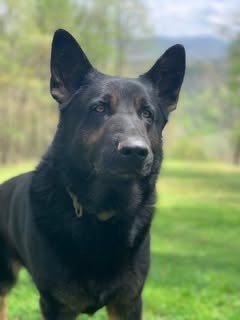 K9 Duke, retired Gilmer County Fire/Rescue Search and Rescue K9